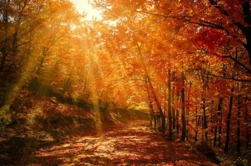 Herbstlicher Waldweg